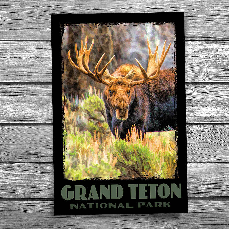 Grand Teton National Park Moose Postcard