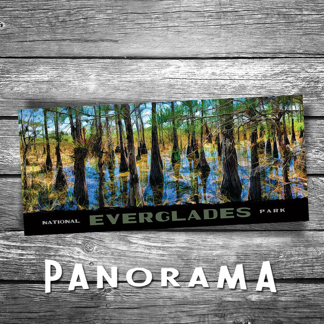 Everglades Panorama Postcard