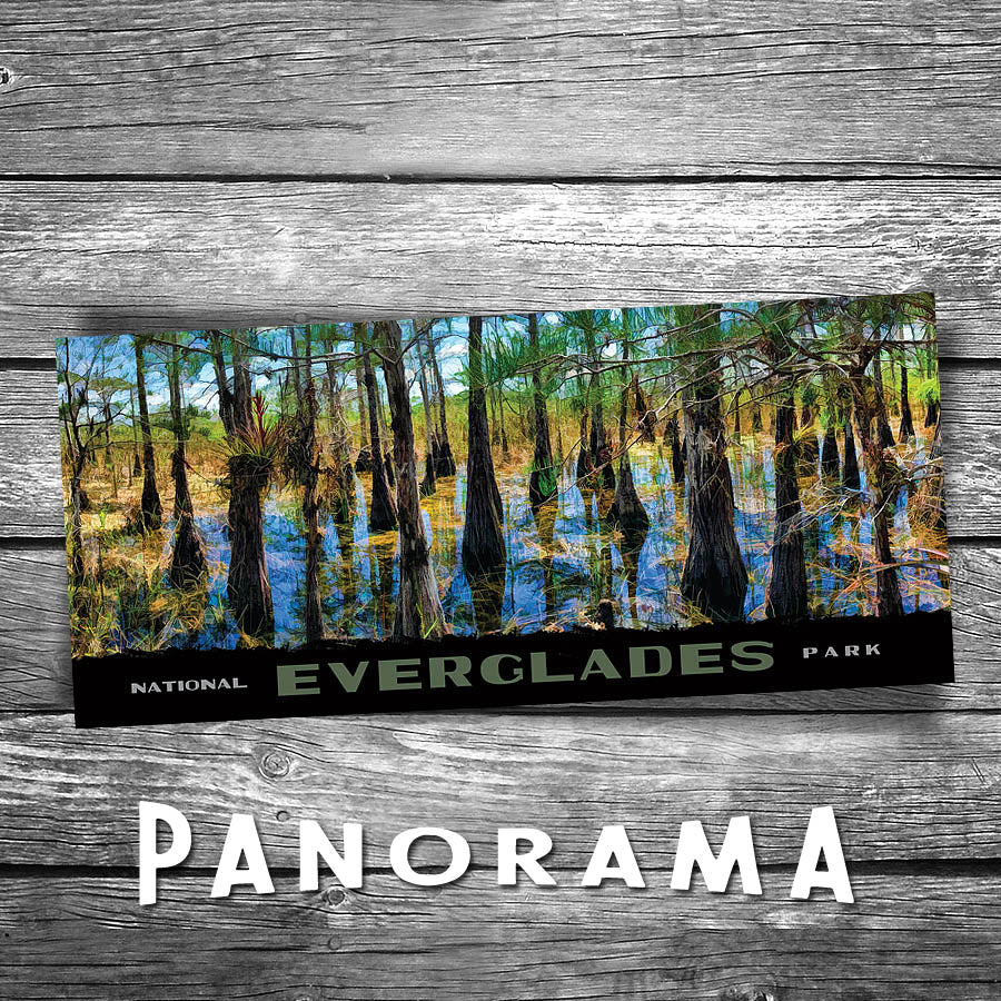 Everglades Panorama Postcard