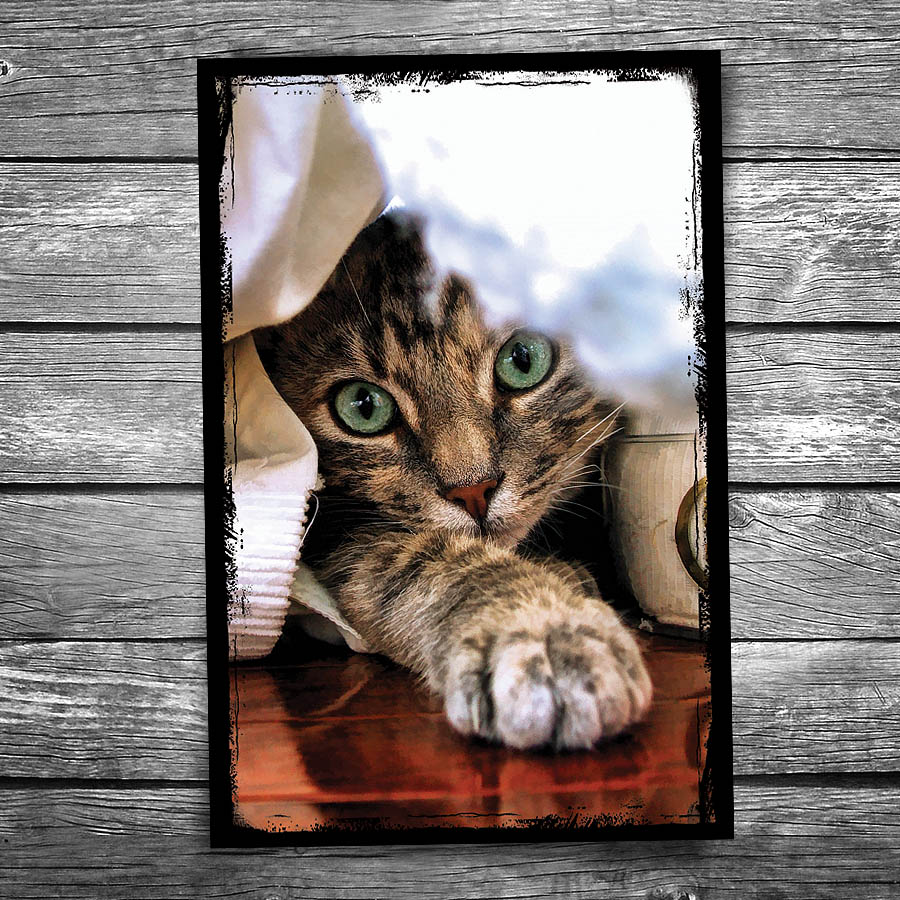Peek a Boo Cat Postcard