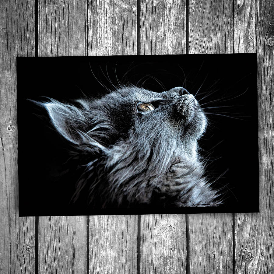 Black Cat Portrait Postcard