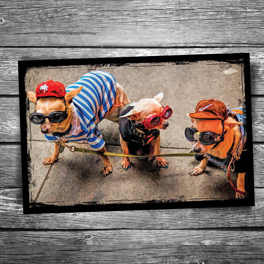 Three Amigos Dog Postcard