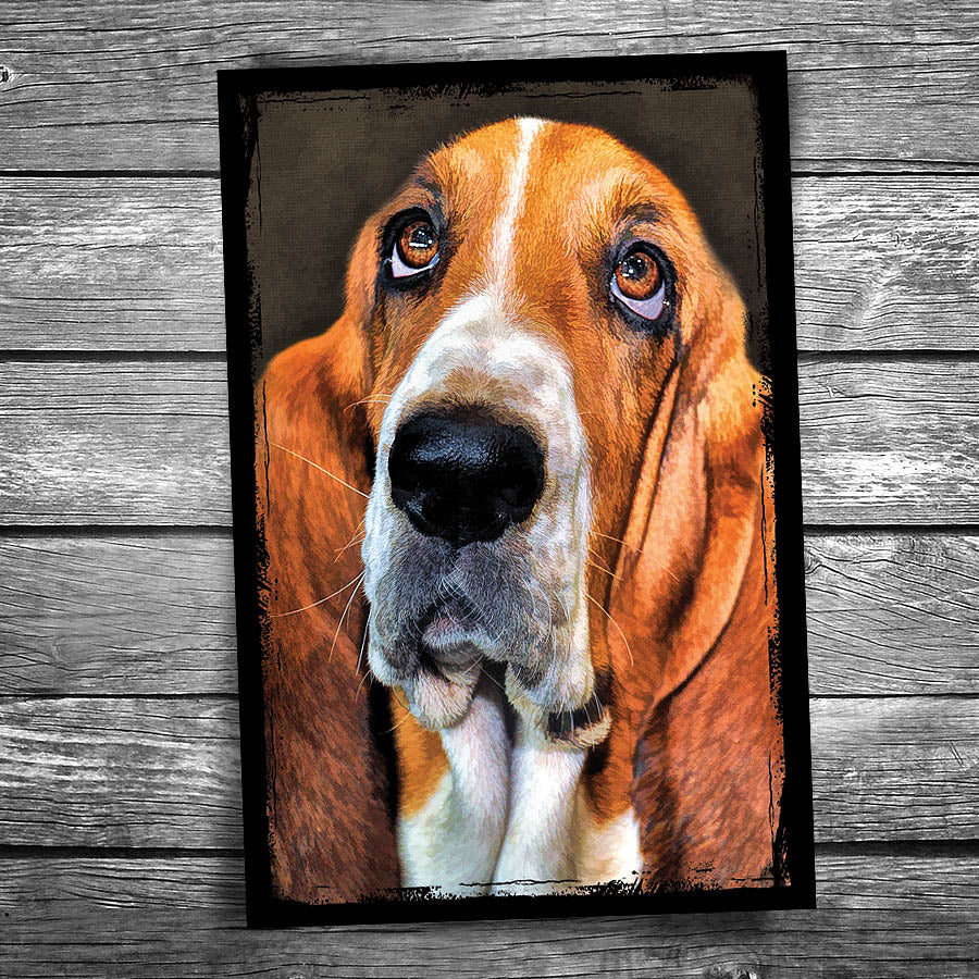 Basset Hound Postcard