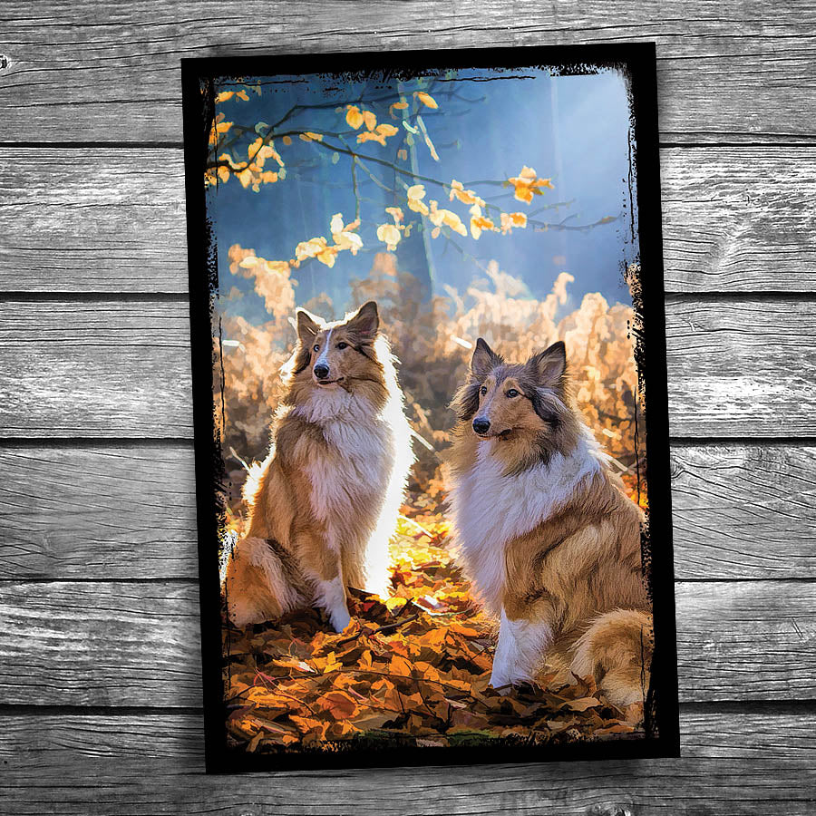 Twin Collies Postcard