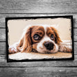 Waiting Dog Postcard