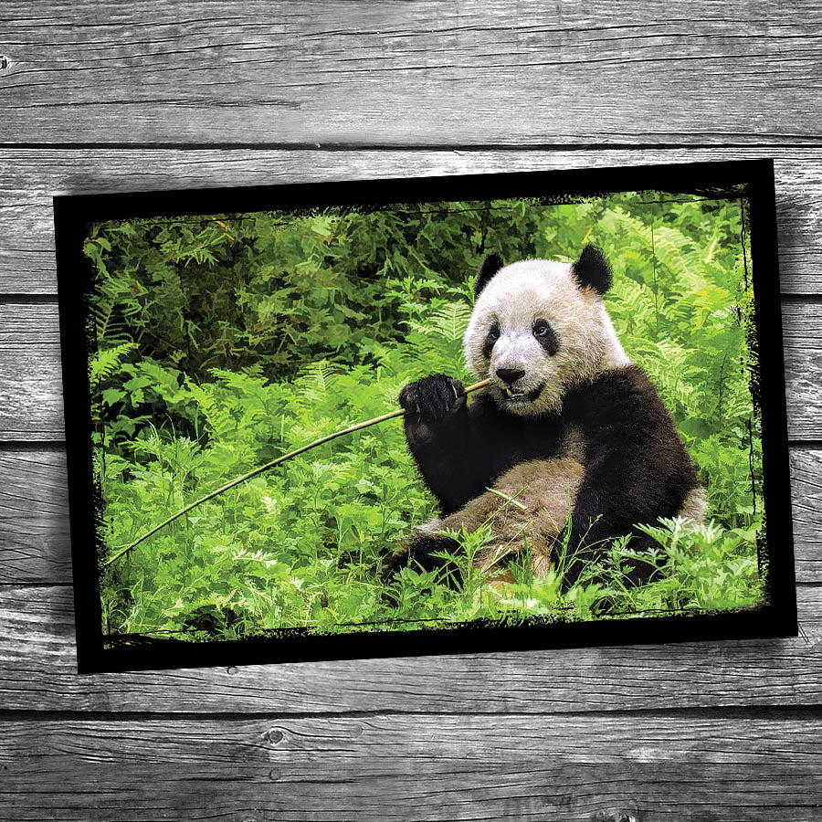 Panda Postcard
