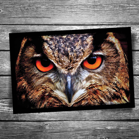 Barn Owl Postcard
