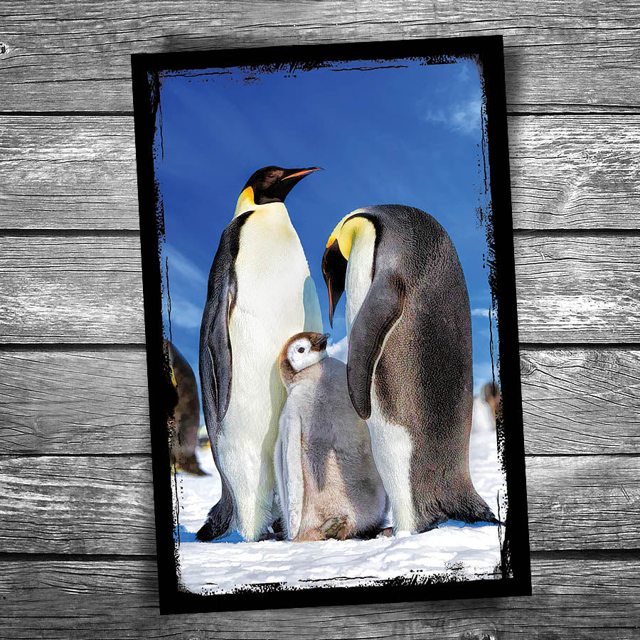 Emperor Penguin Postcard