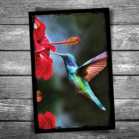 Hummingbird Postcard
