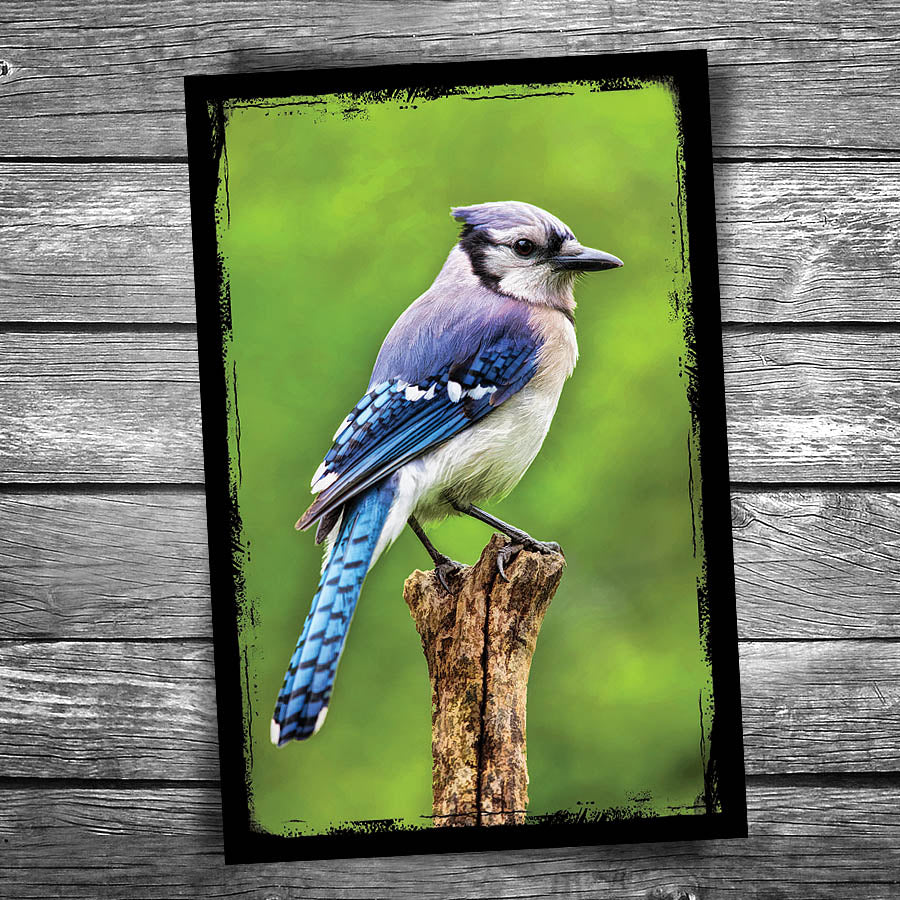Bluejay Postcard