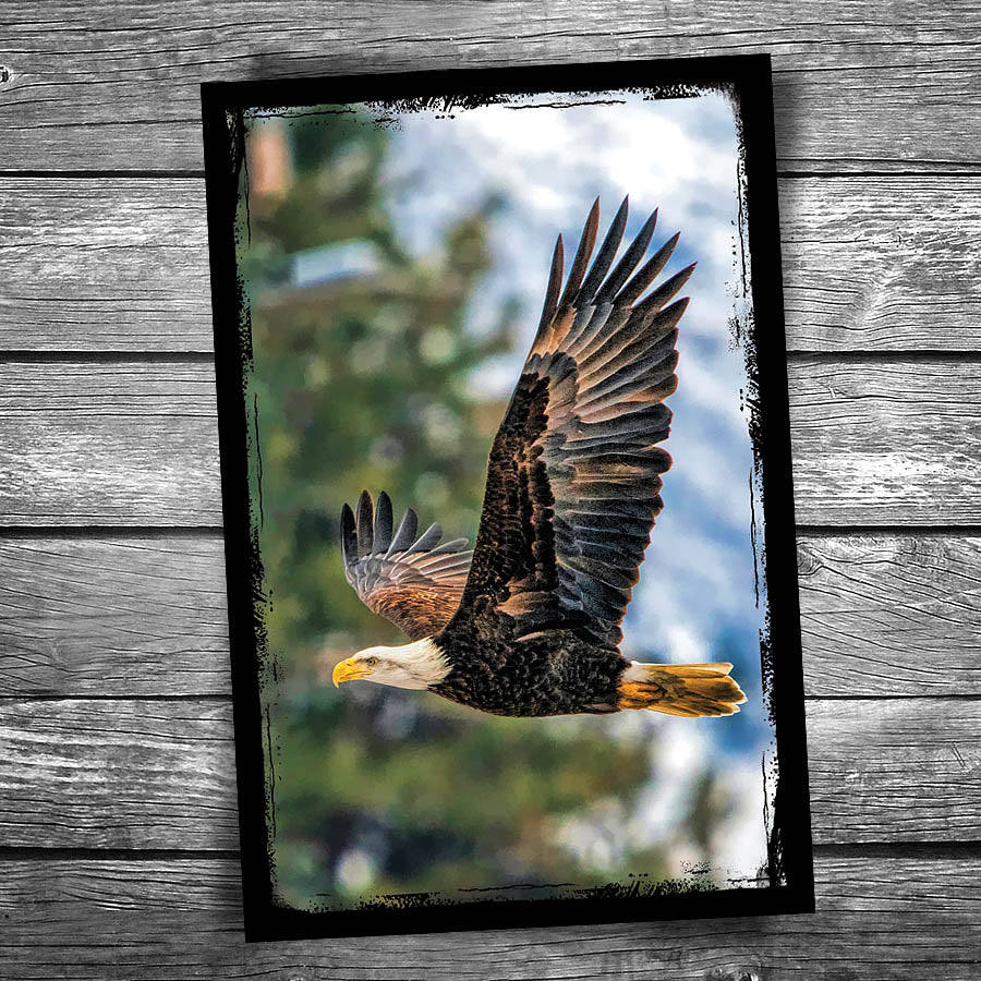 Bald Eagle Postcard