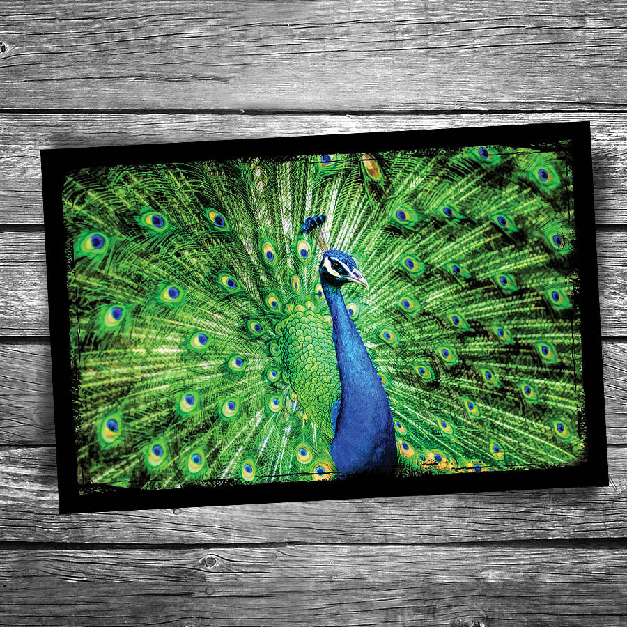 Peacock Postcard