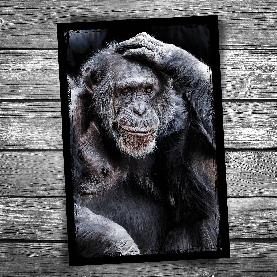 Good Grief Monkey Postcard