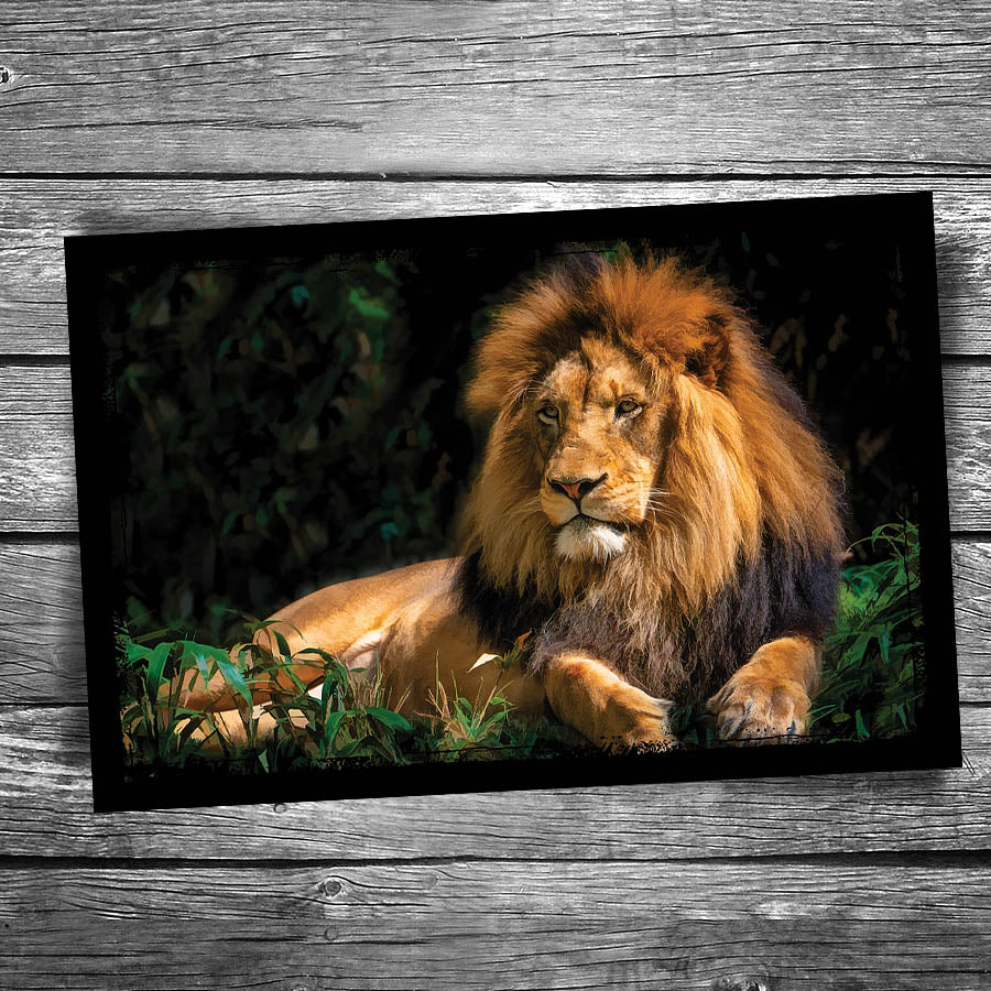 Lion Postcard