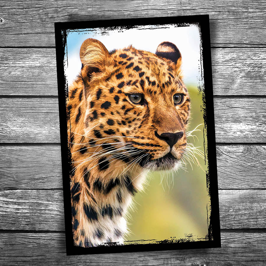 Leopard Postcard