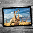 Giraffe Postcard