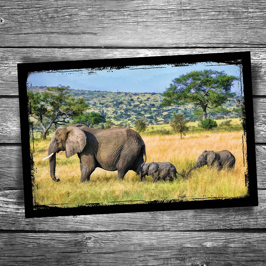 Elephant Postcard