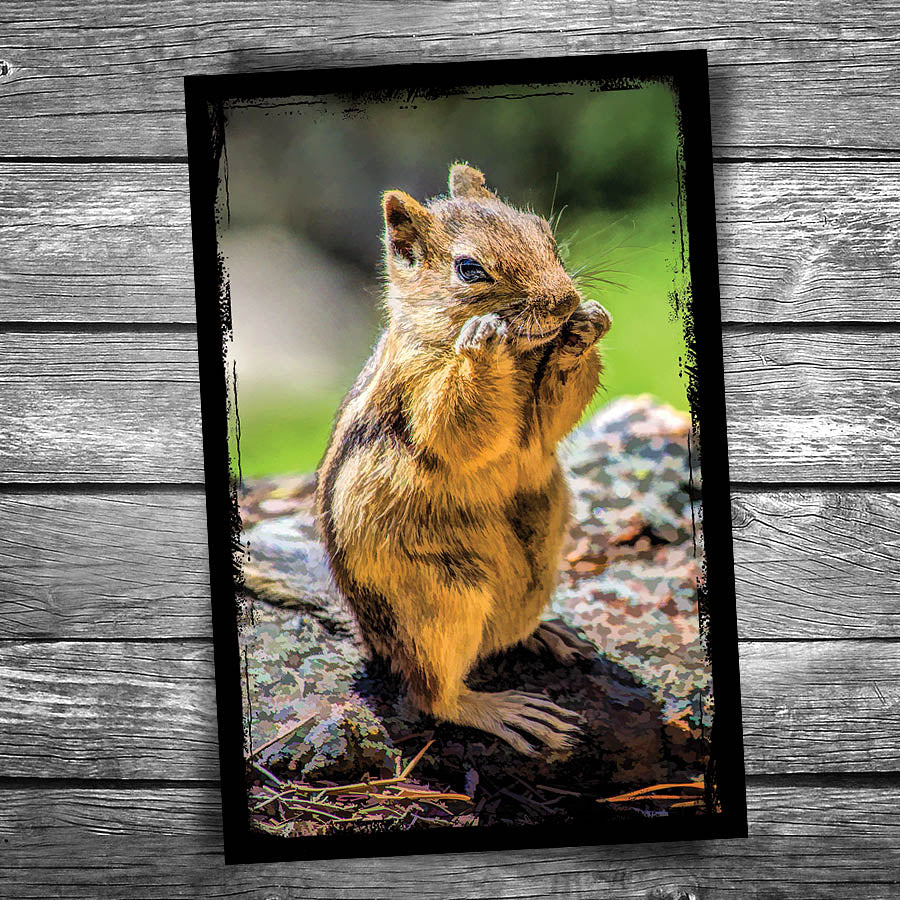 Chipmunk Postcard