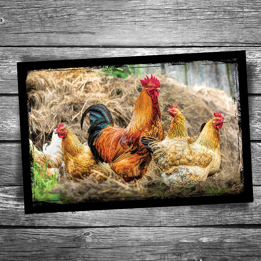 Chickens Postcard