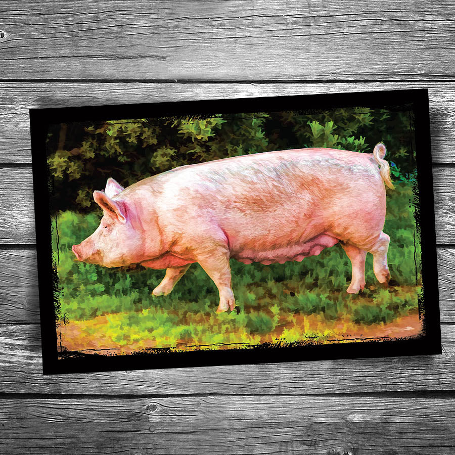 Pig Postcard