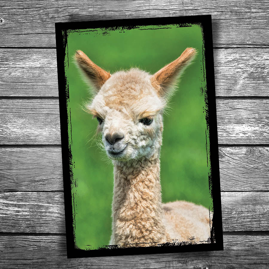 Llama Postcard