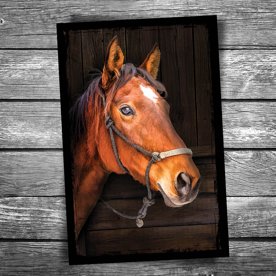 Horse Postcard