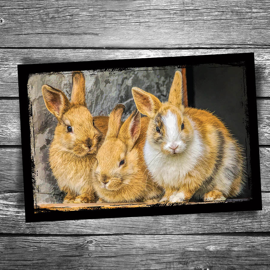 Rabbit Postcard