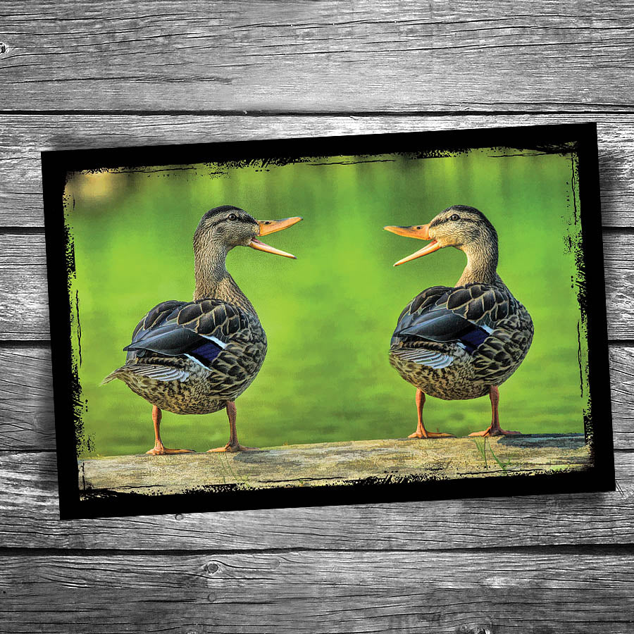 Duck Postcard