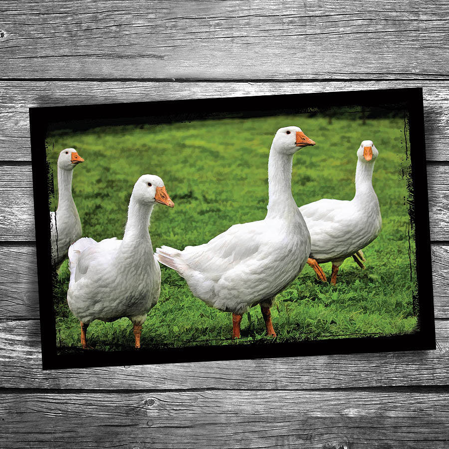 Goose Postcard