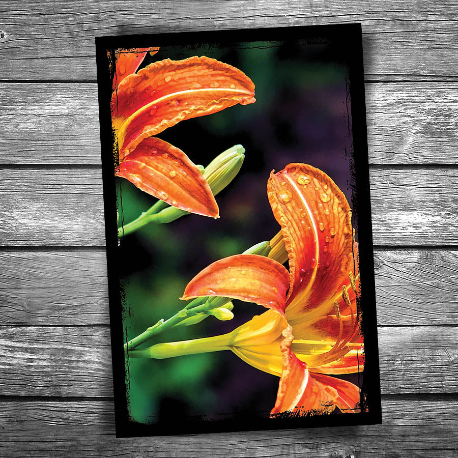 Daylily Postcard