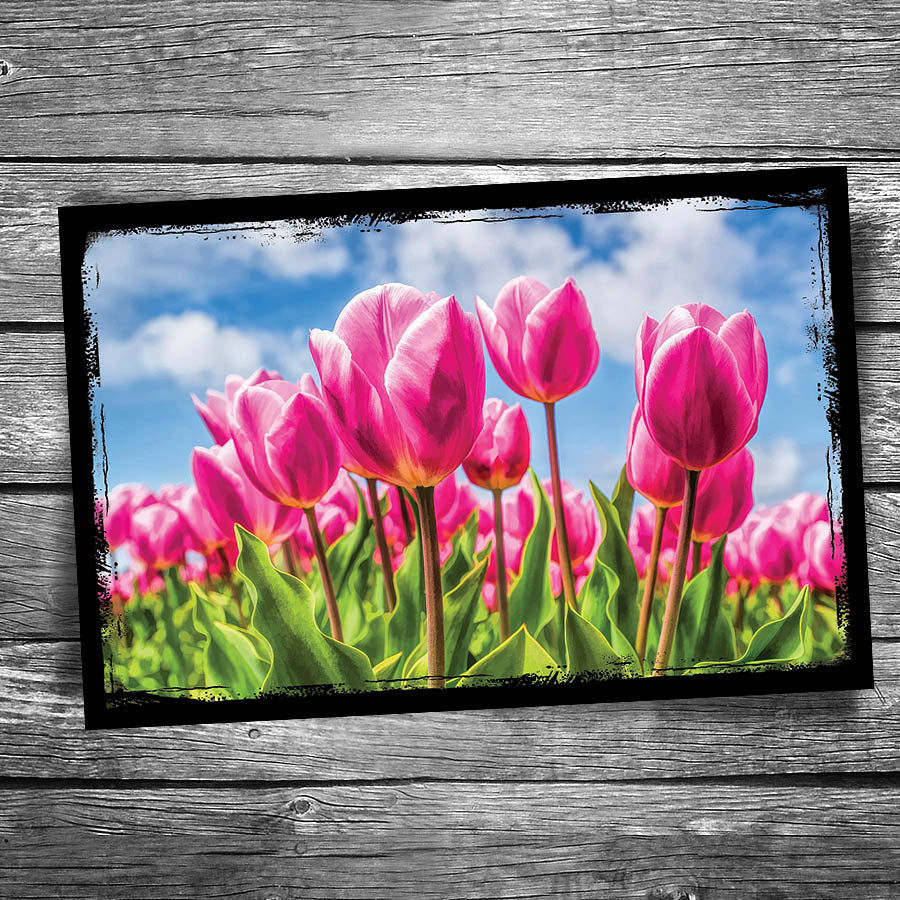 Tulip Postcard