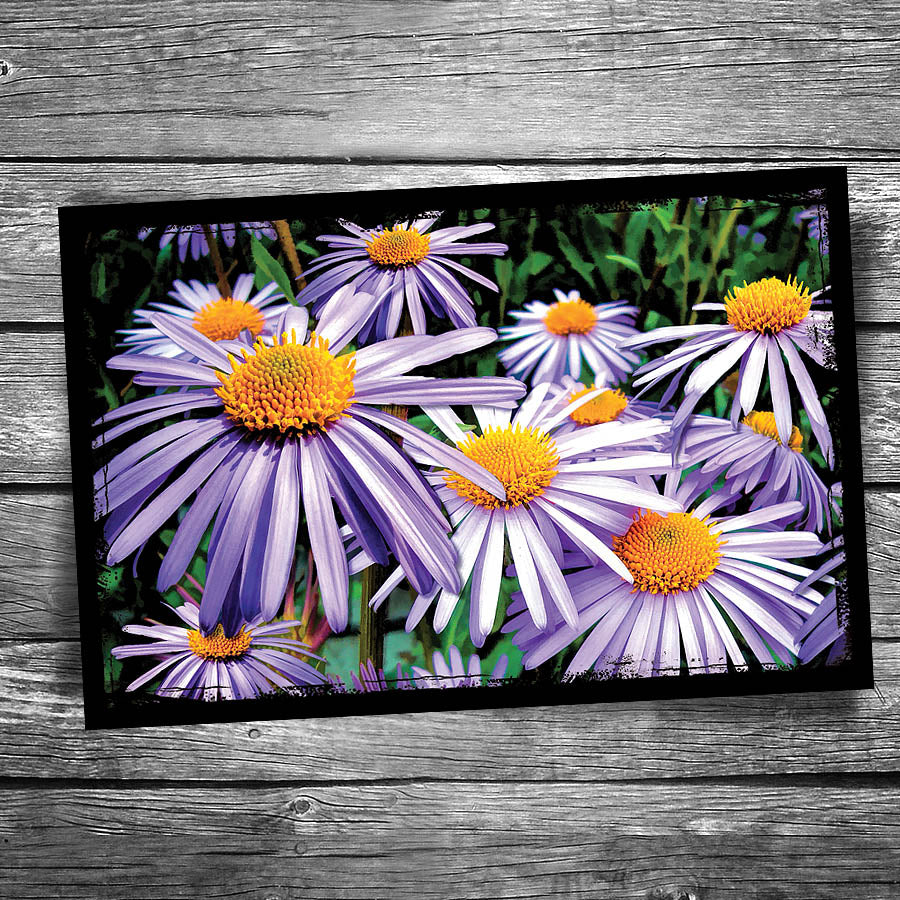 Daisies Postcard