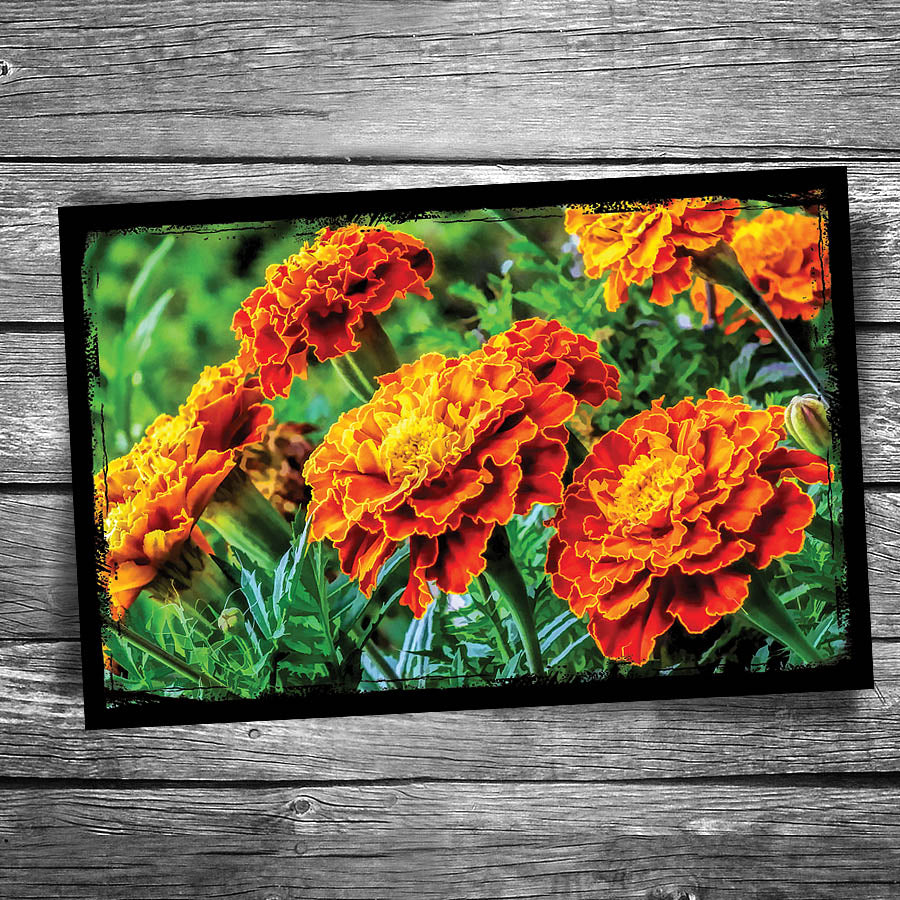 Marigold Postcard