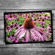 Coneflower Postcard