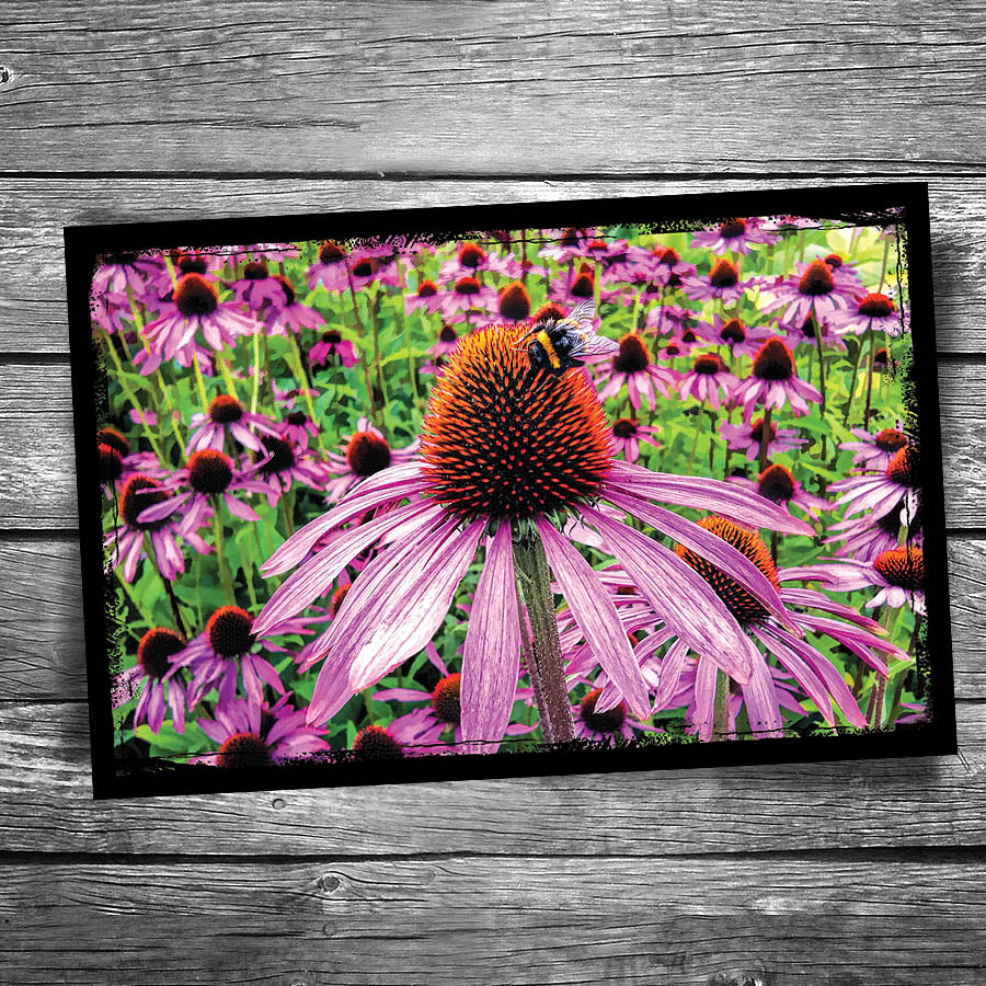 Coneflower Postcard