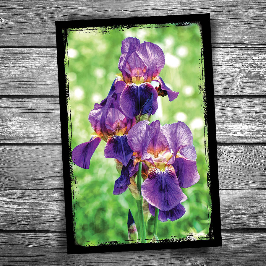 Iris Postcard
