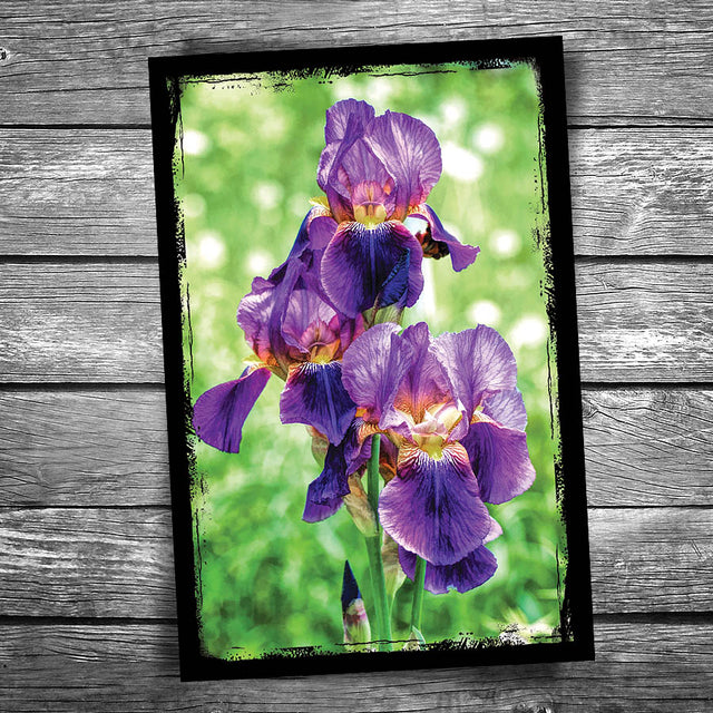 Iris Postcard