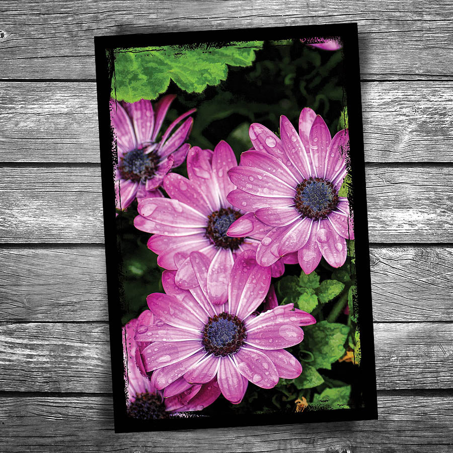 African Daisy Postcard