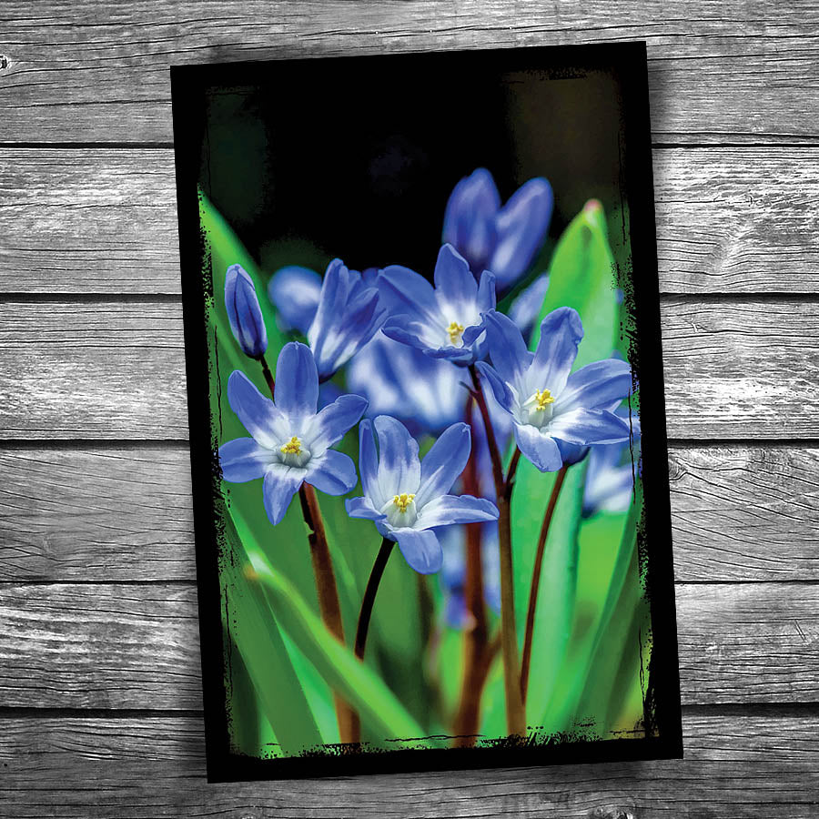 Glory of the Snow Postcard