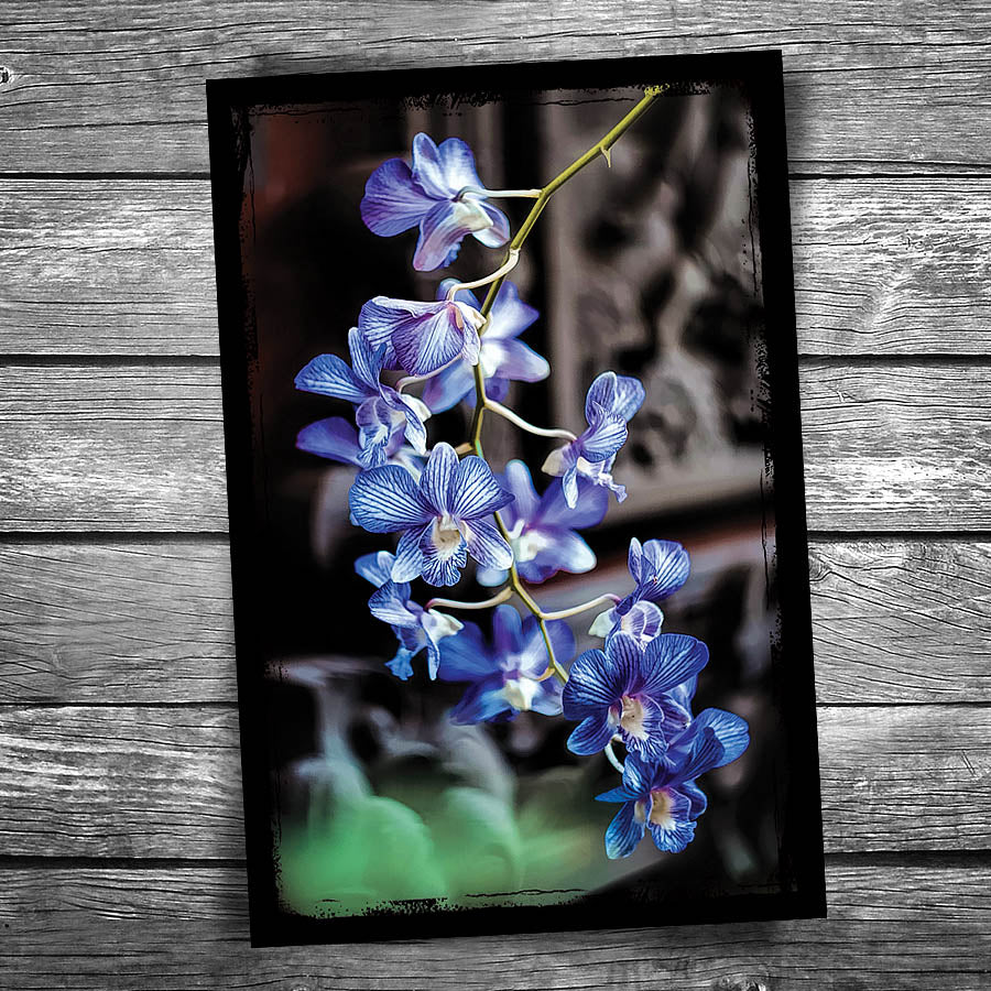 Orchid Postcard