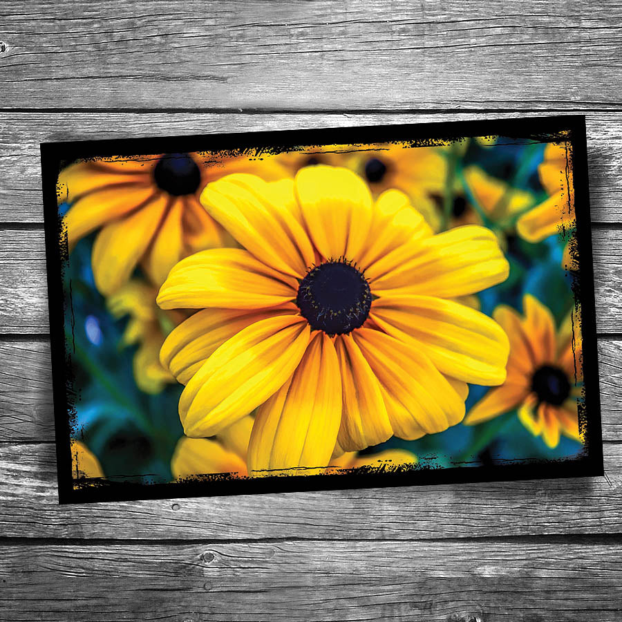 Black Eyed Susan Postcard