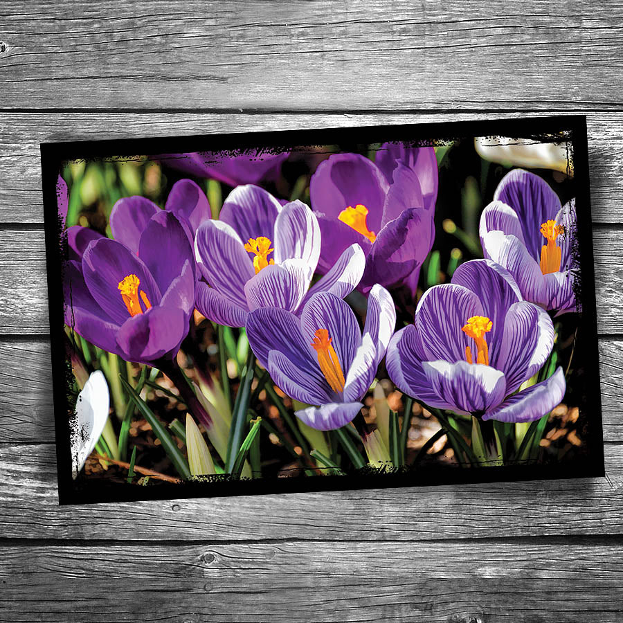 Crocus Postcard