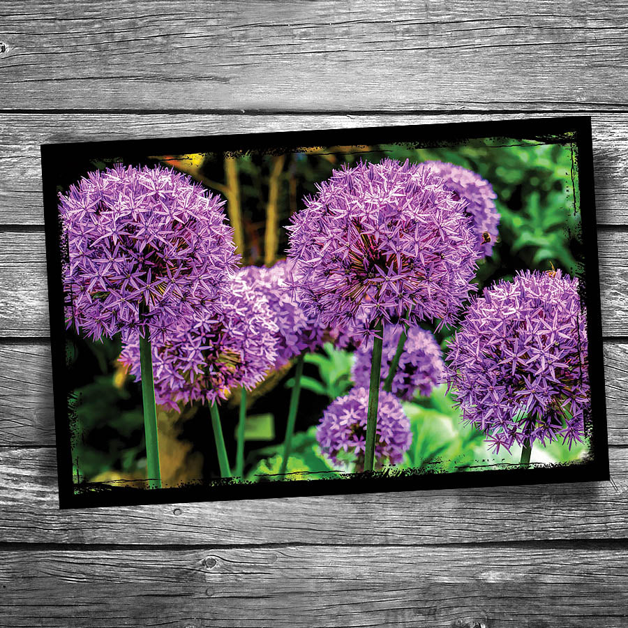 Allium Postcard