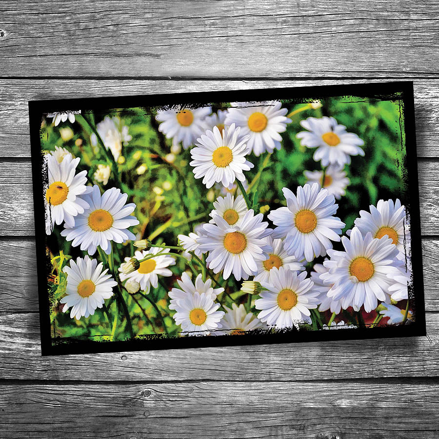 Shasta Daisy Postcard