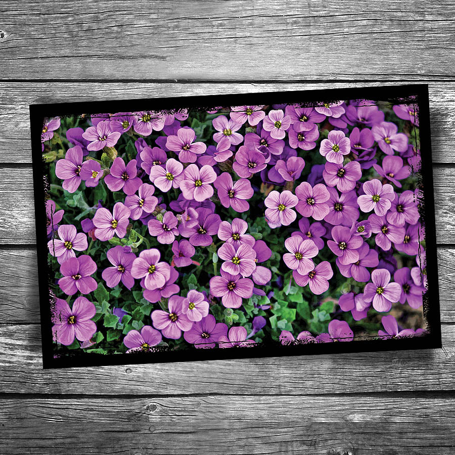 Aubretia Postcard
