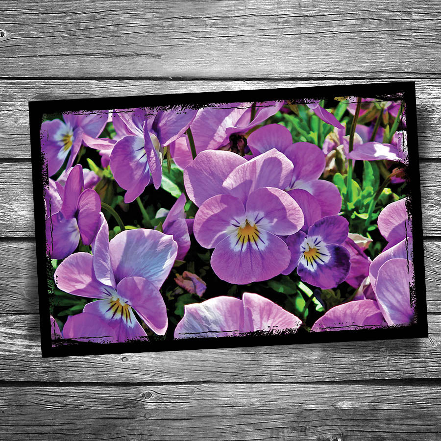 Pansy Postcard