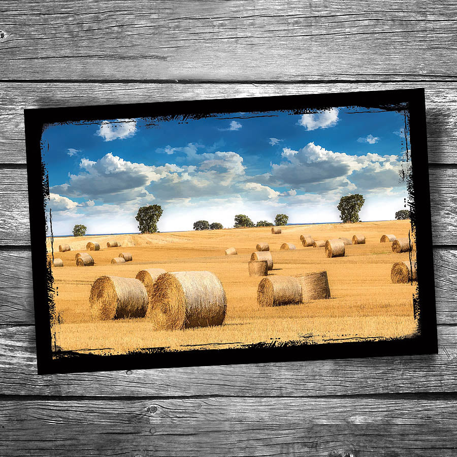 Hay Field Postcard