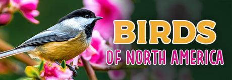 Birds of North America