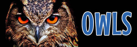 Owls
