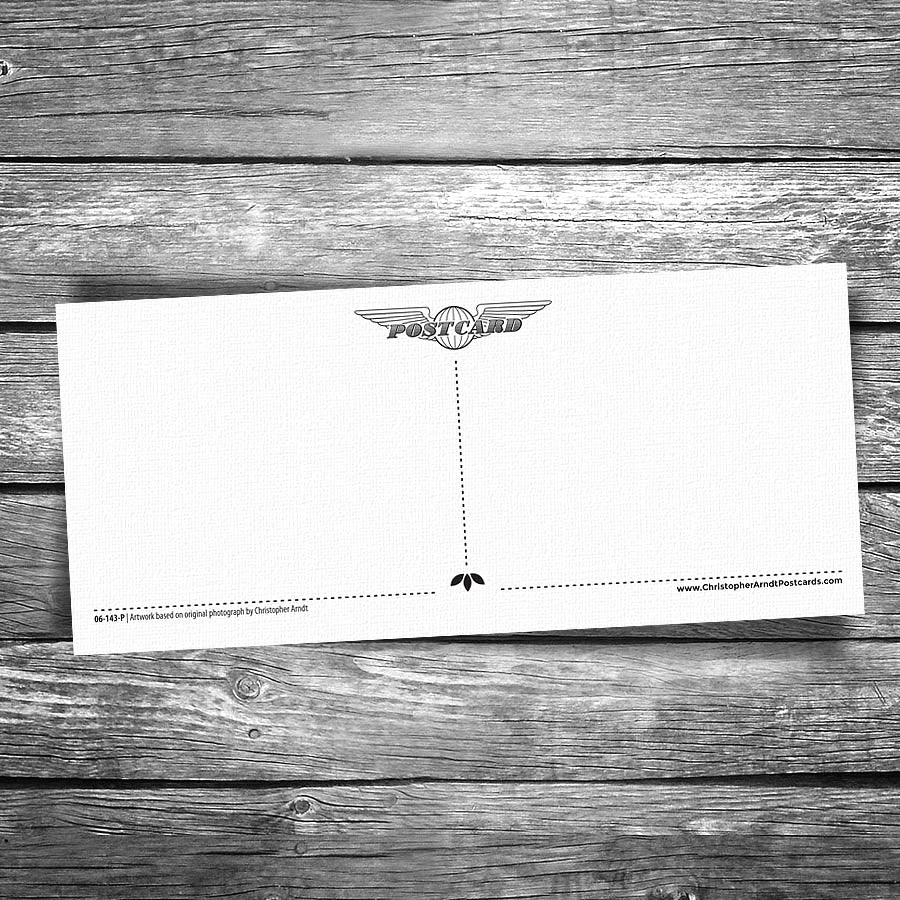 Field of Sunflowers Panorama Postcard